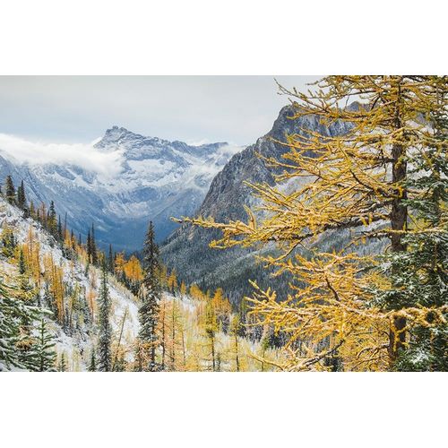 Larches displaying golden autumn color after fresh snowfall at Cutthroat Pass